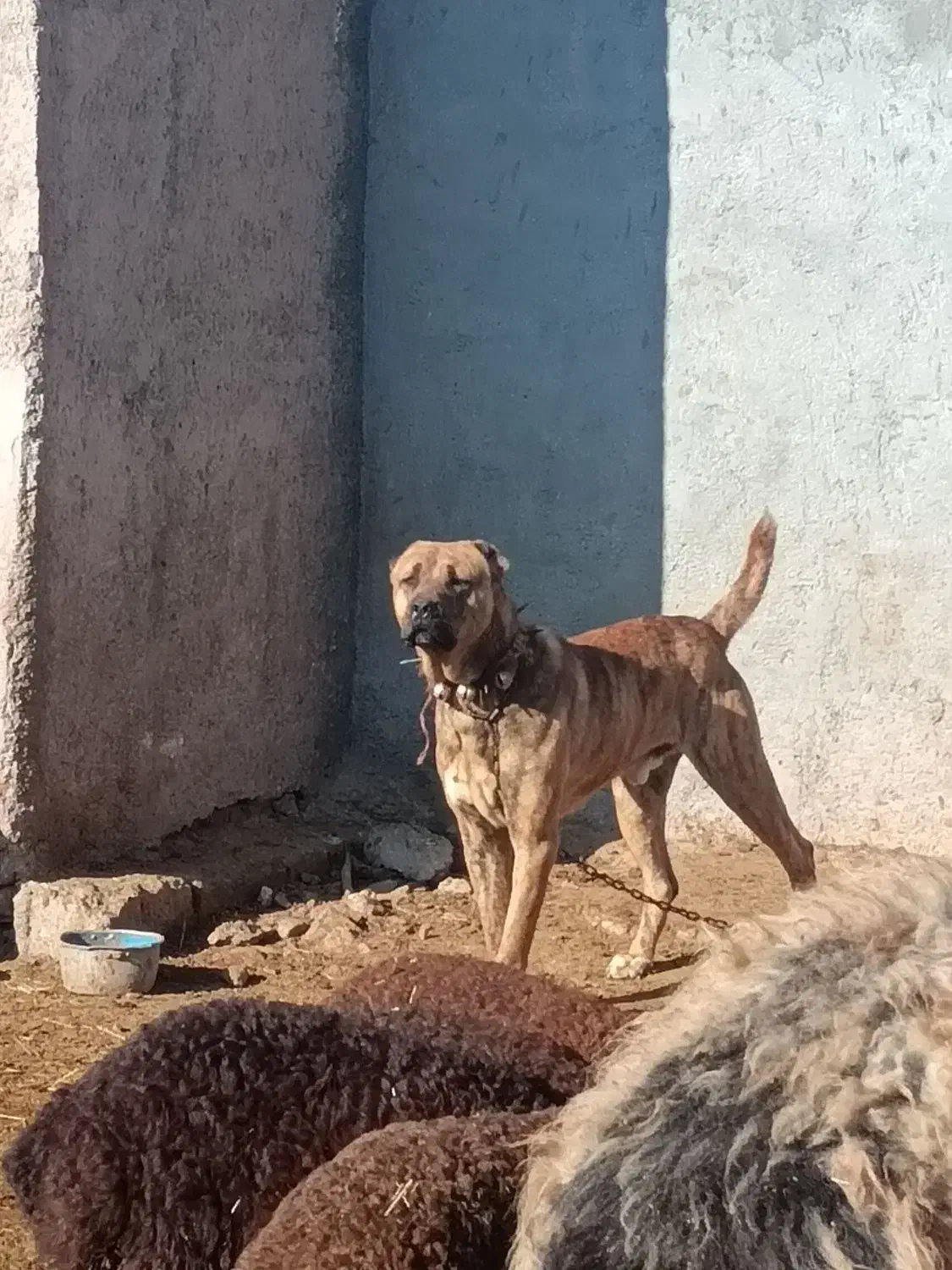 سگ افغان گله|سگ|رادکان, |دیوار