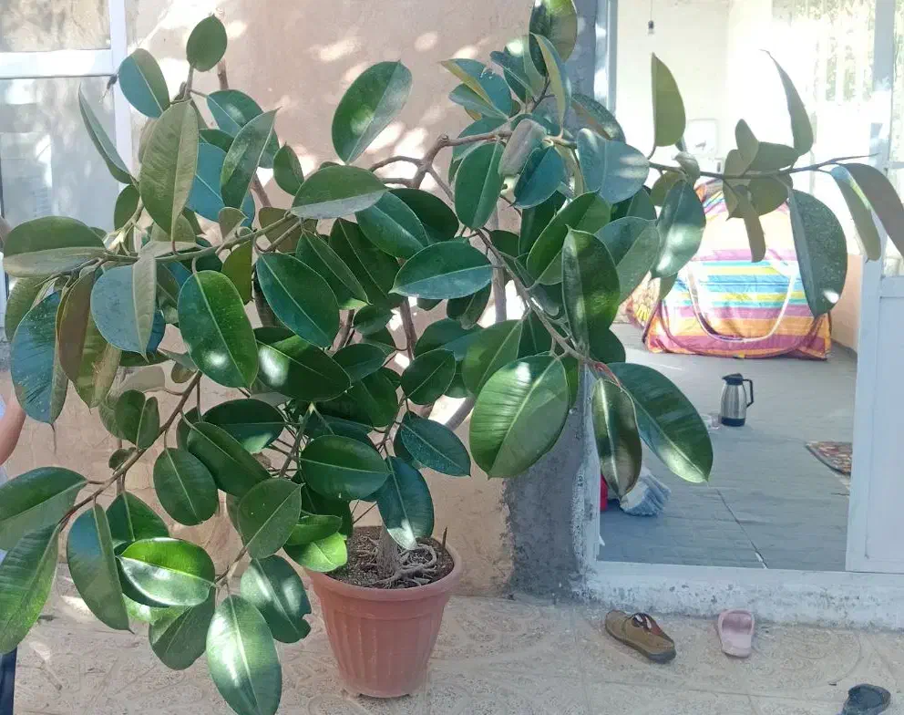 گل طبیعی فیکوس|گل و گیاه طبیعی|رباط‌کریم, نصیرشهر|دیوار