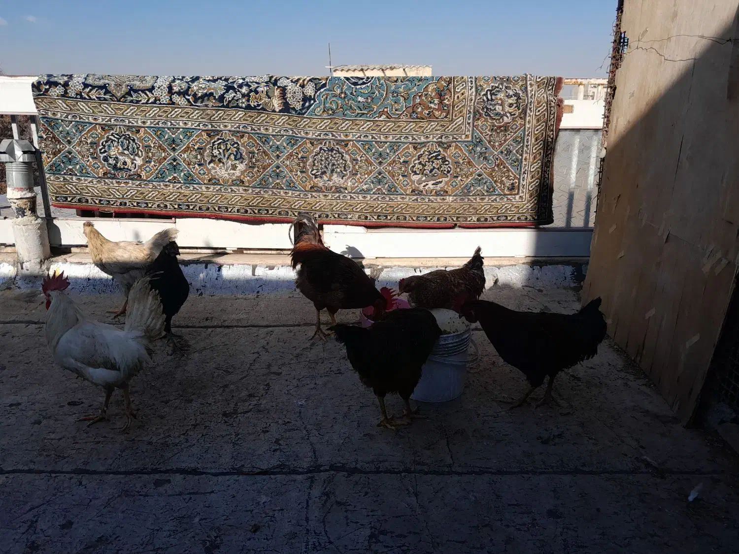 خروس محلی|حیوانات مزرعه|قزوین, |دیوار