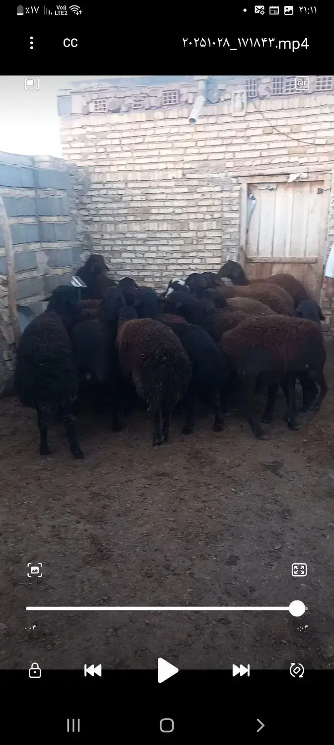 بره نر|حیوانات مزرعه|سراب, |دیوار