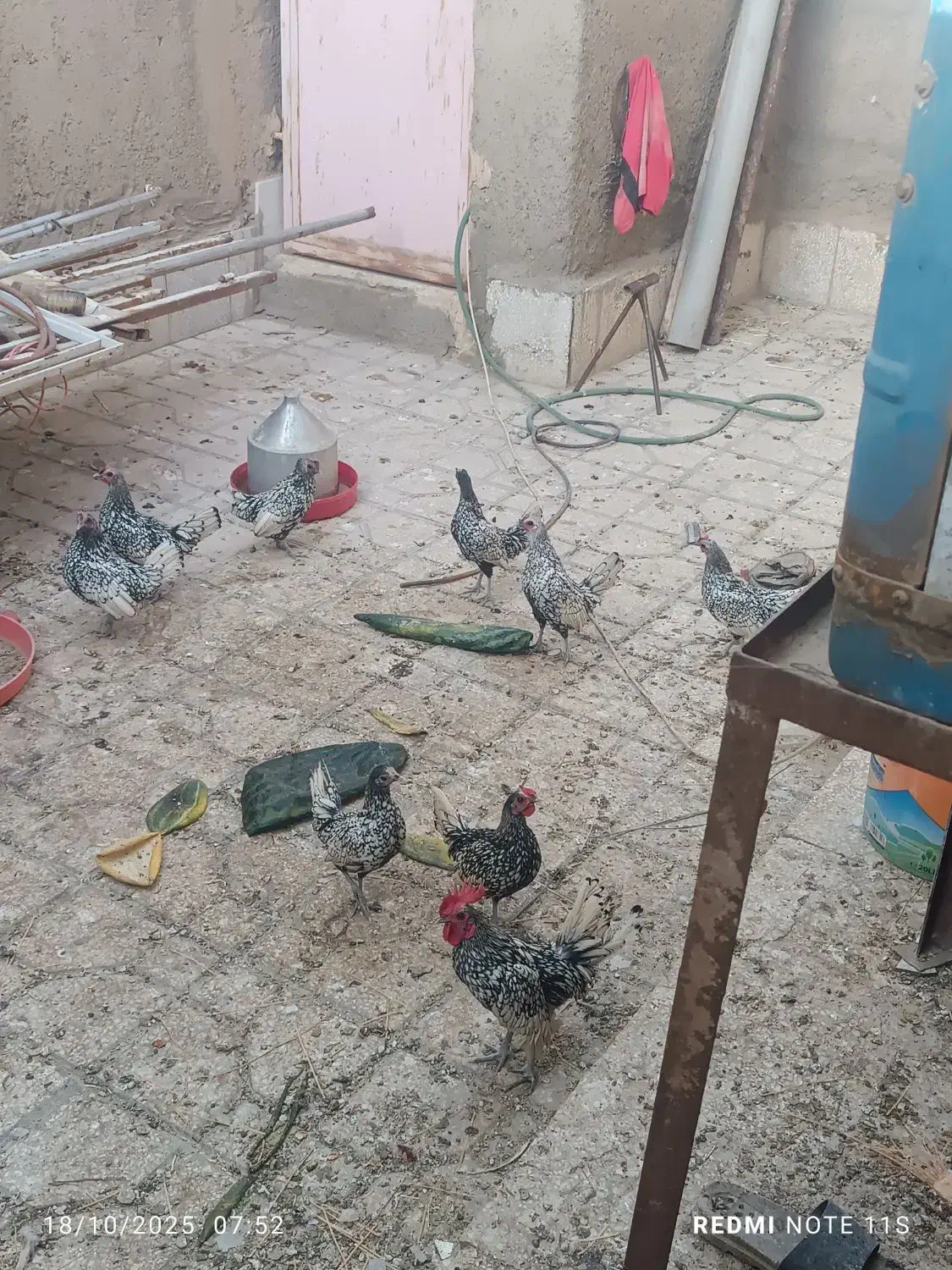 مرغ مینا توری جون|پرنده|سبزوار, شرق کال میانی|دیوار