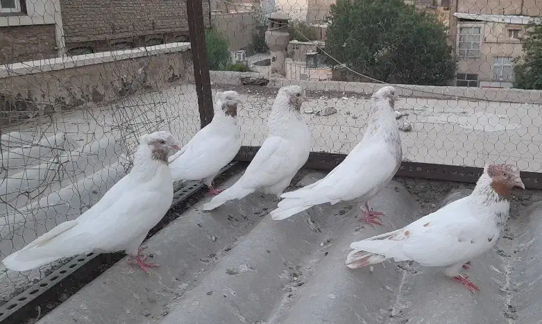 ۱۲ تا کفتر فقط یکجایی|پرنده|ری, ملکآباد|دیوار