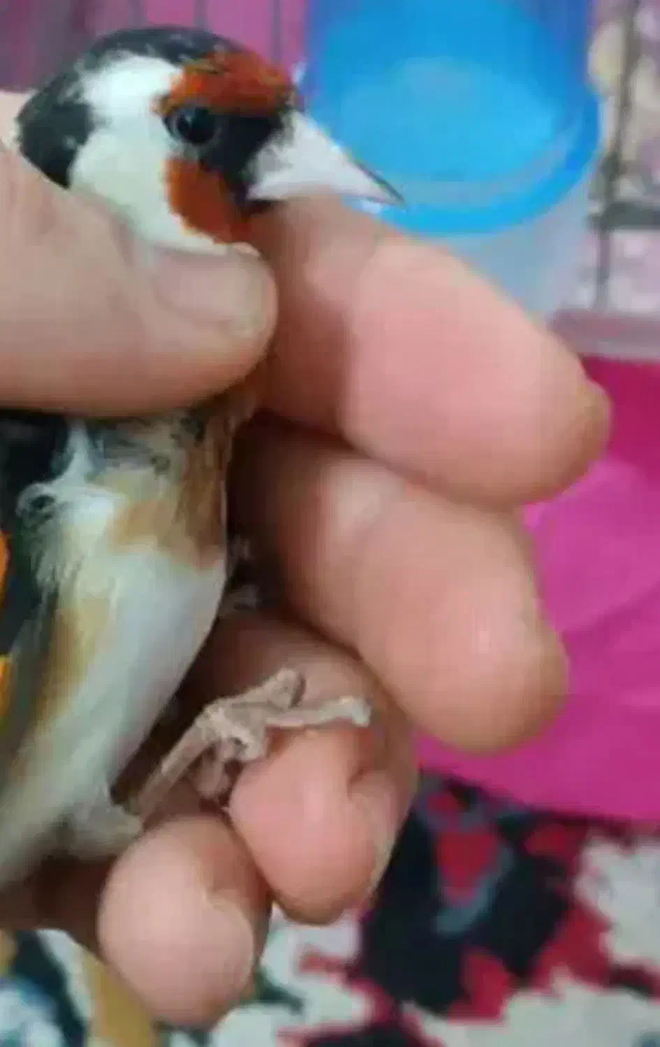 سهره کرمونشاهی بخون|پرنده|کرمان, |دیوار