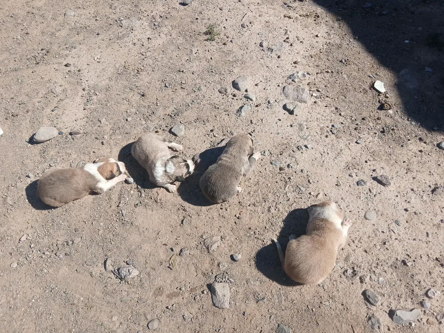 سگ فروشی|سگ|سربیشه, |دیوار