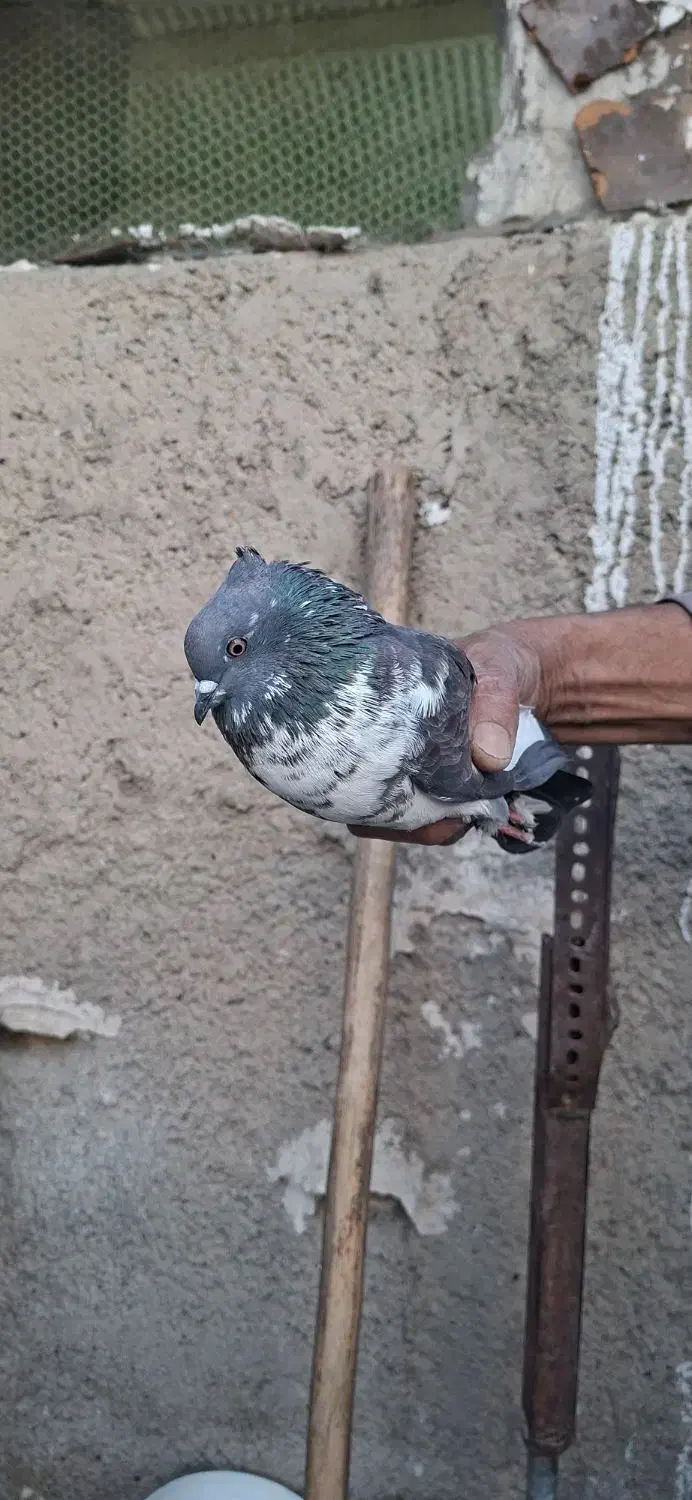 کبوتر نر|پرنده|محمدشهر, زیبادشت|دیوار