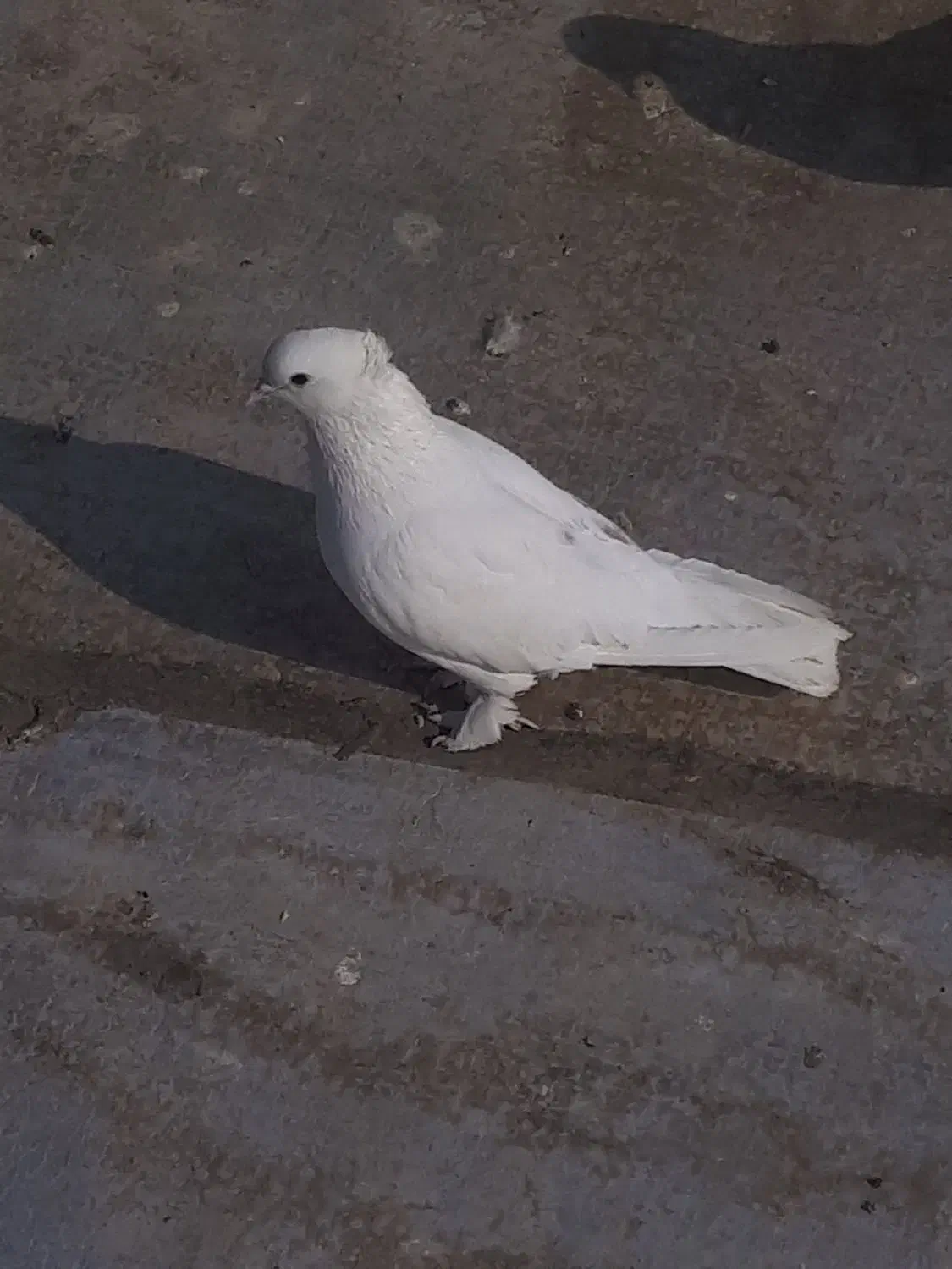 کفتر ماده ، پاپر پرشی..|پرنده|پاکدشت, پاکدشت (مامازند)|دیوار