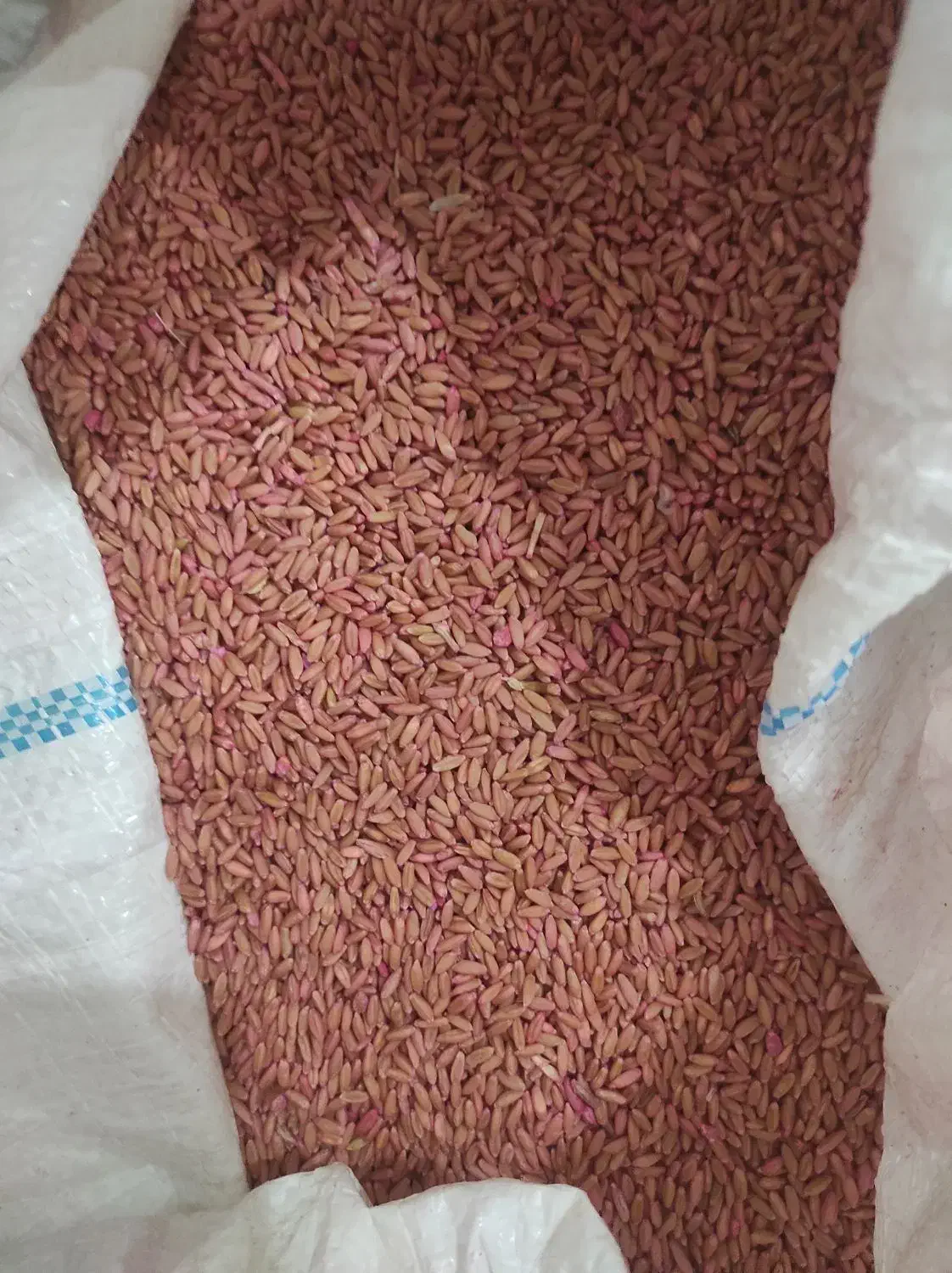 بذر گندم دیم|خدمات باغبانی و درختکاری|دهگلان, |دیوار