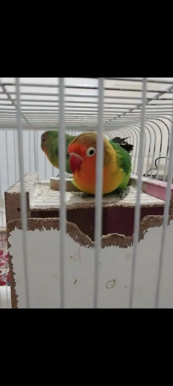 یه جفت طوطی برزیلی|پرنده|میاندوآب, |دیوار