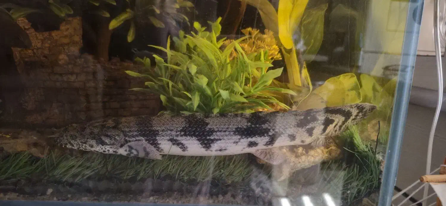 ماهی پولی 40 سانت|ماهی|تهران, مسعودیه|دیوار