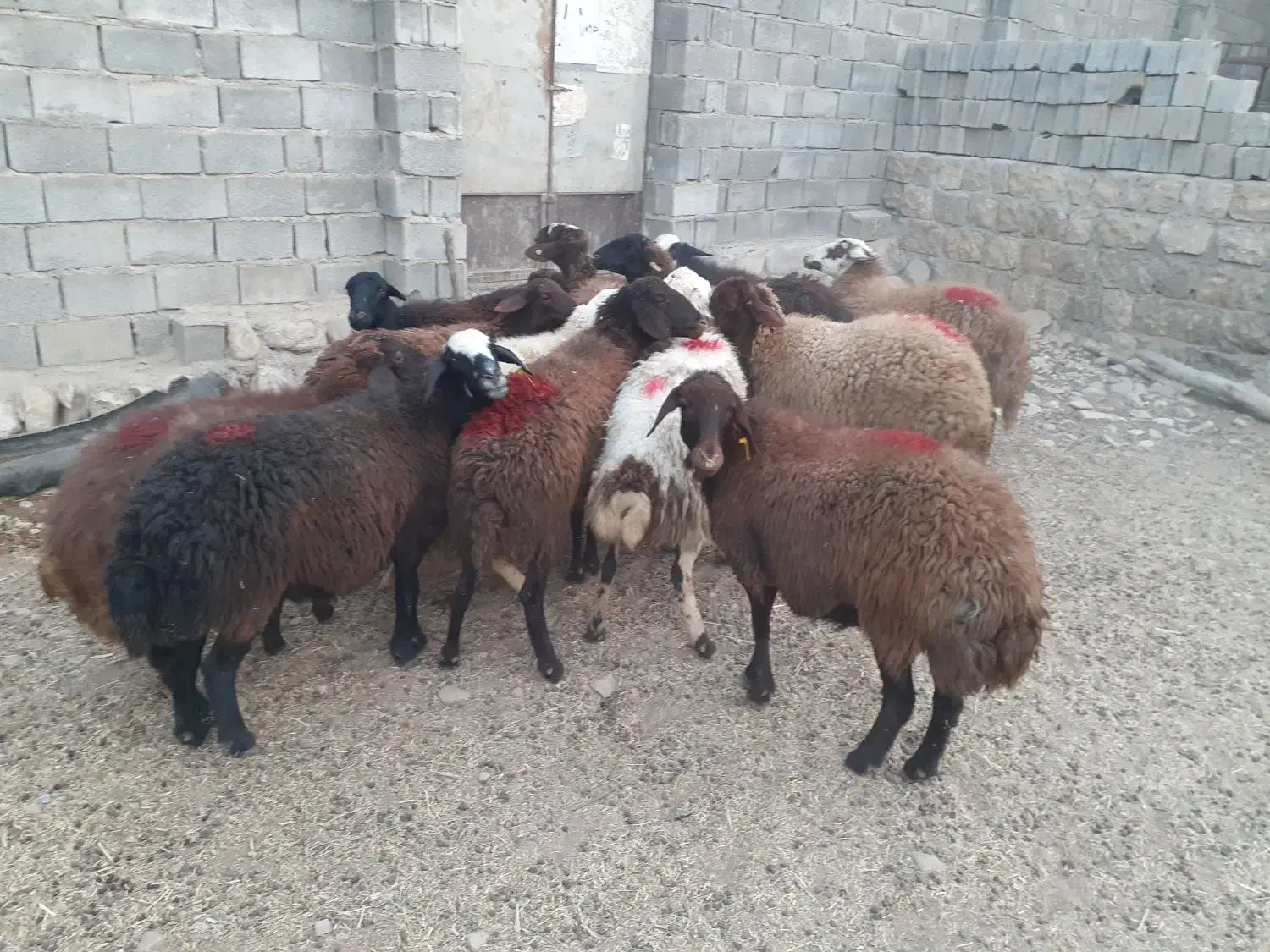 ۱۲ گوسفند|حیوانات مزرعه|چگنی, |دیوار
