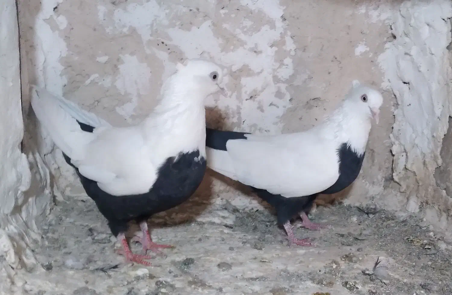 شالنگی و سیندوم سرخ|پرنده|قم, مسجد امام حسن|دیوار