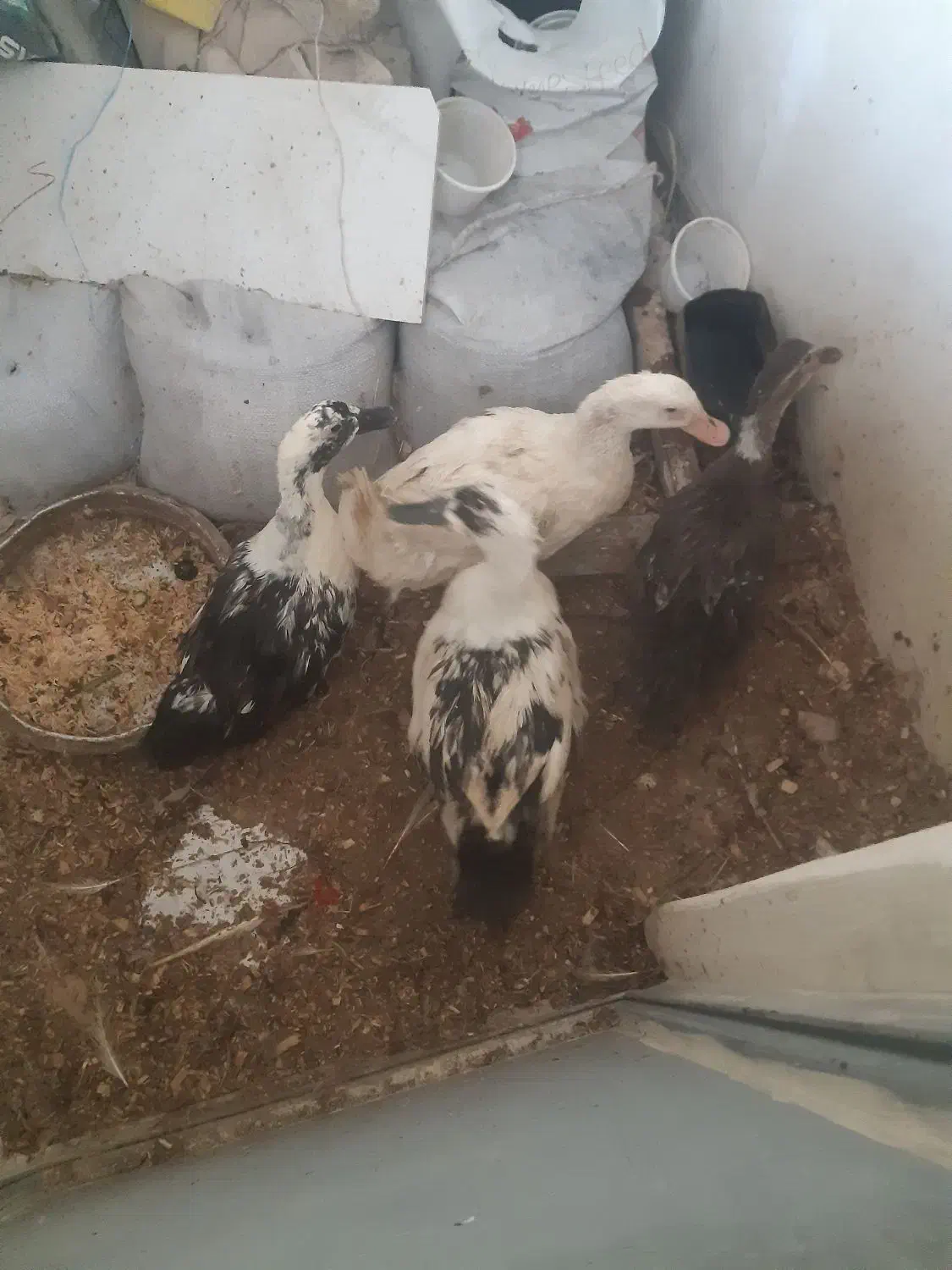 اردک|حیوانات مزرعه|اصفهان, خیادان|دیوار