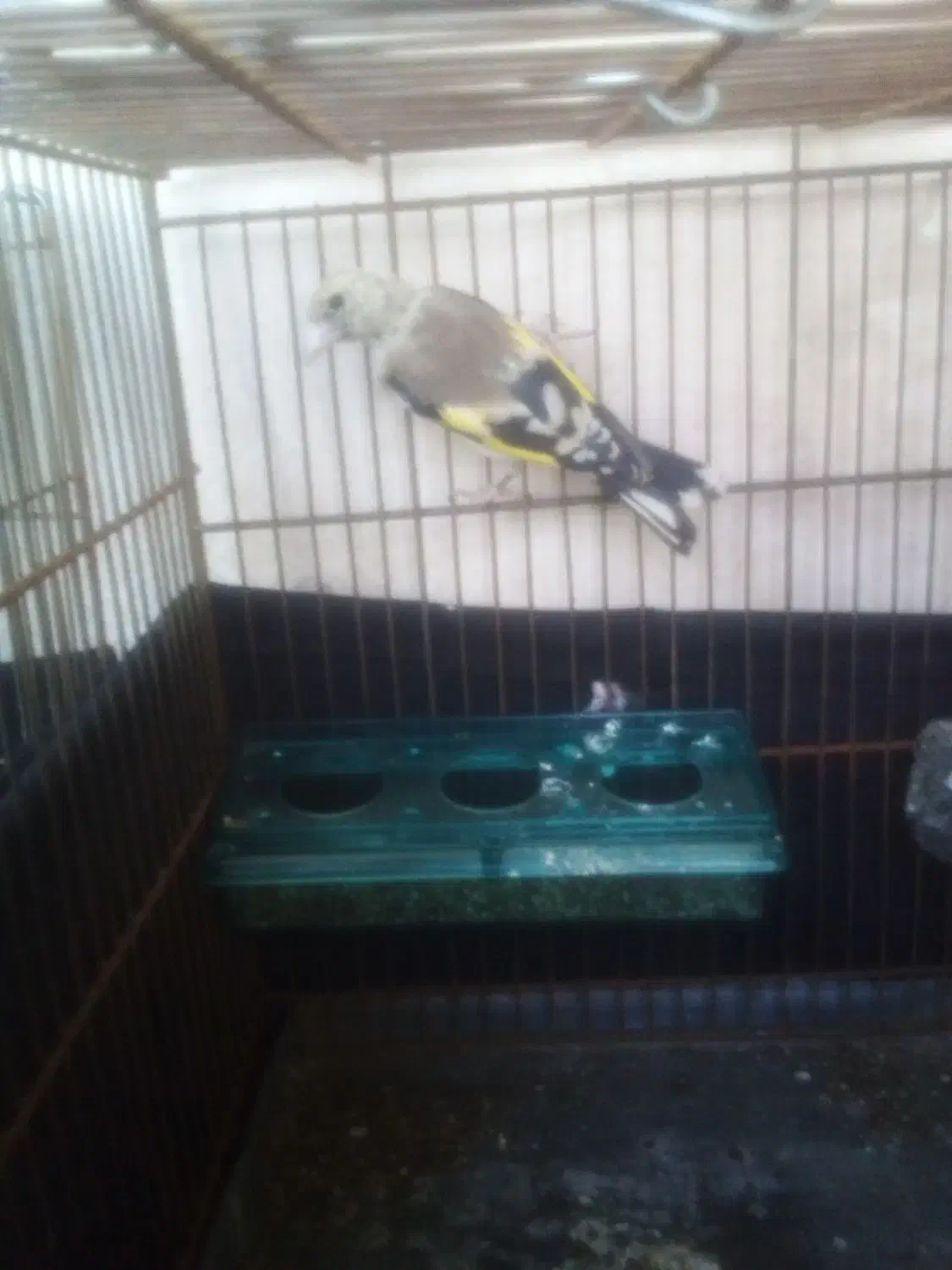 سهره|پرنده|مهاجران, |دیوار