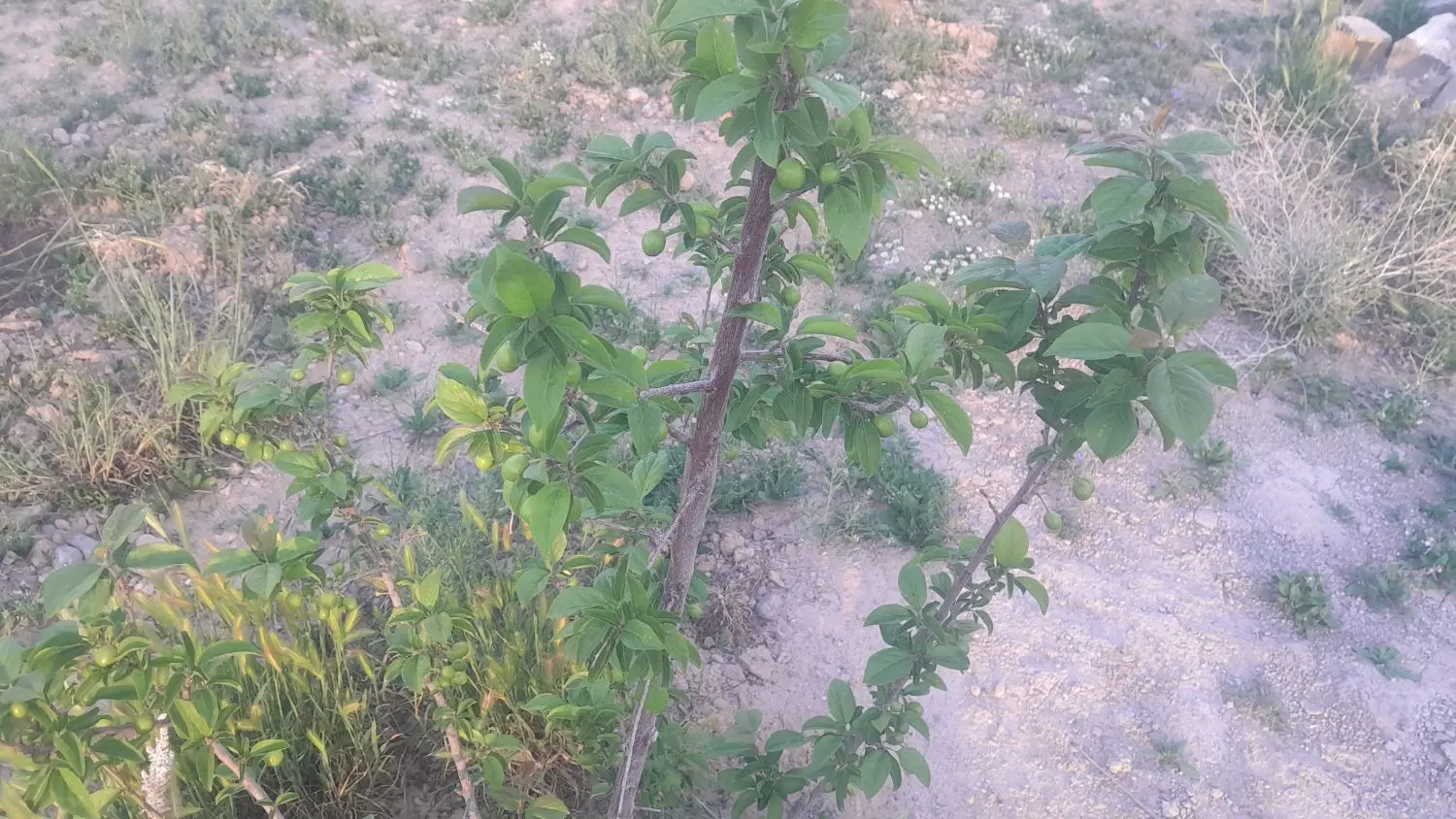 تصویر 3