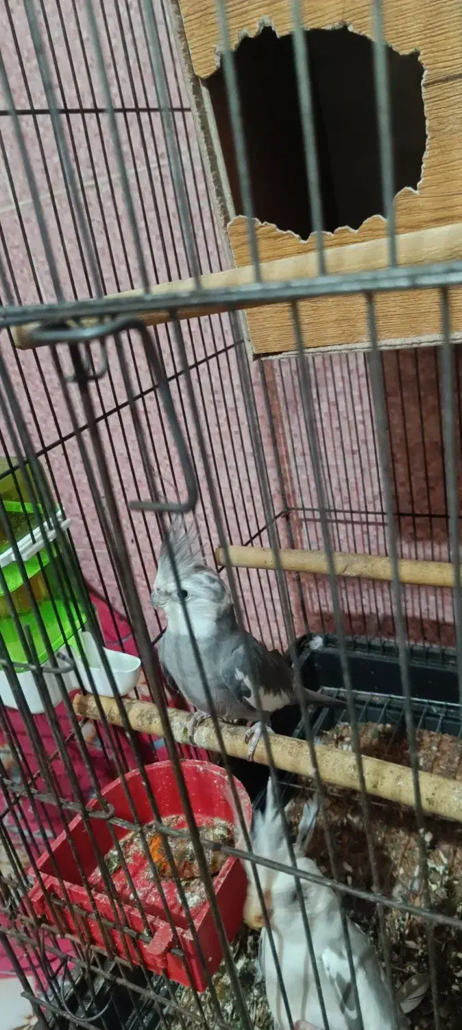 .عروس هلندی|پرنده|میناب, |دیوار