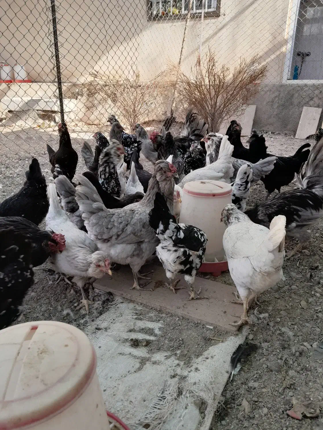 تخم مرغ نطفه دار گلین چهل تاج خال سوزنی وطوسی|حیوانات مزرعه|پاکدشت, پاکدشت (مامازند)|دیوار