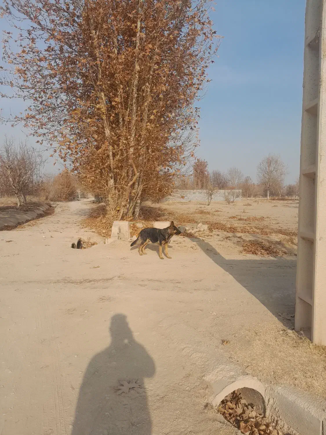 لاس ژرمن|سگ|فلاورجان, |دیوار