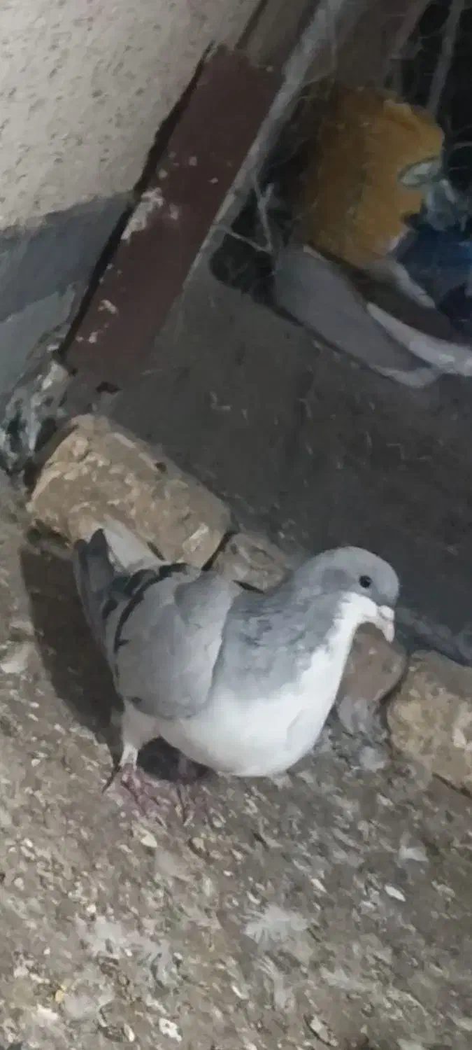 بدرنگ ماده|پرنده|اقبالیه, |دیوار