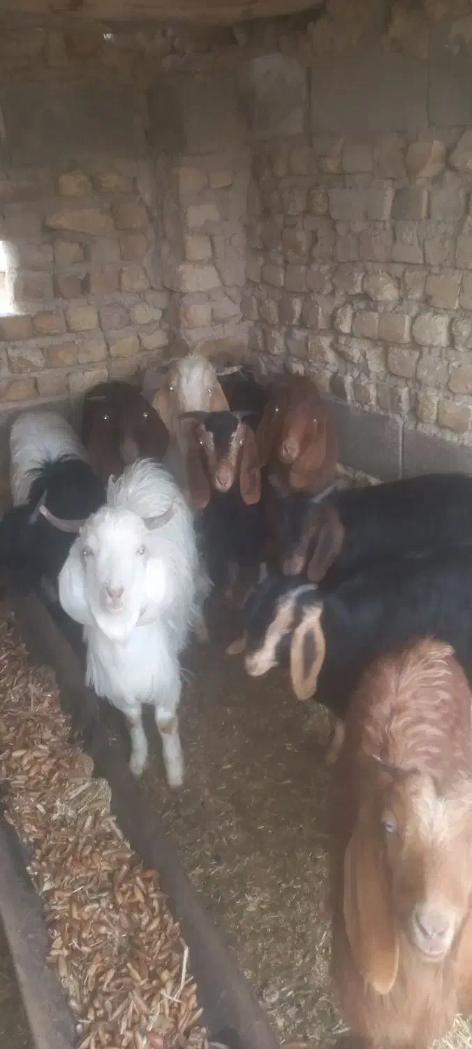 کهره ،بز ،|حیوانات مزرعه|شیراز, گویم|دیوار