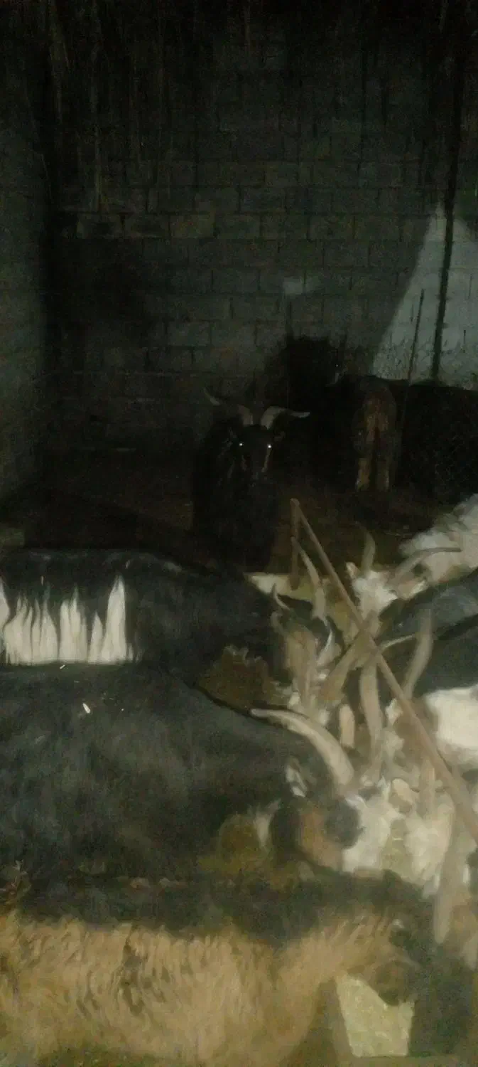 بز چاق|حیوانات مزرعه|دزفول, |دیوار