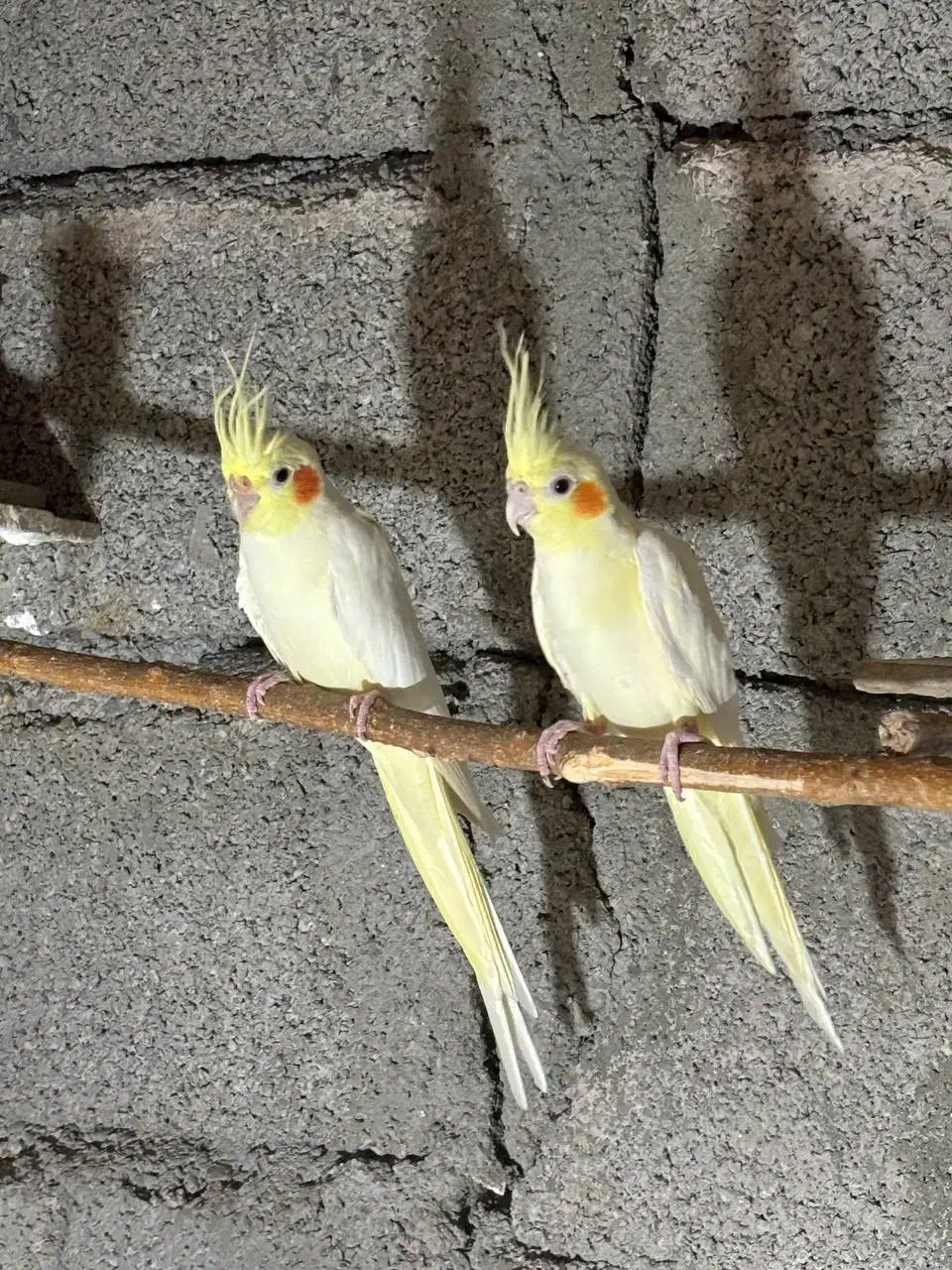 یک جفت عروس هلندی لوتینو (کلکسیونی)|پرنده|دره شهر, |دیوار