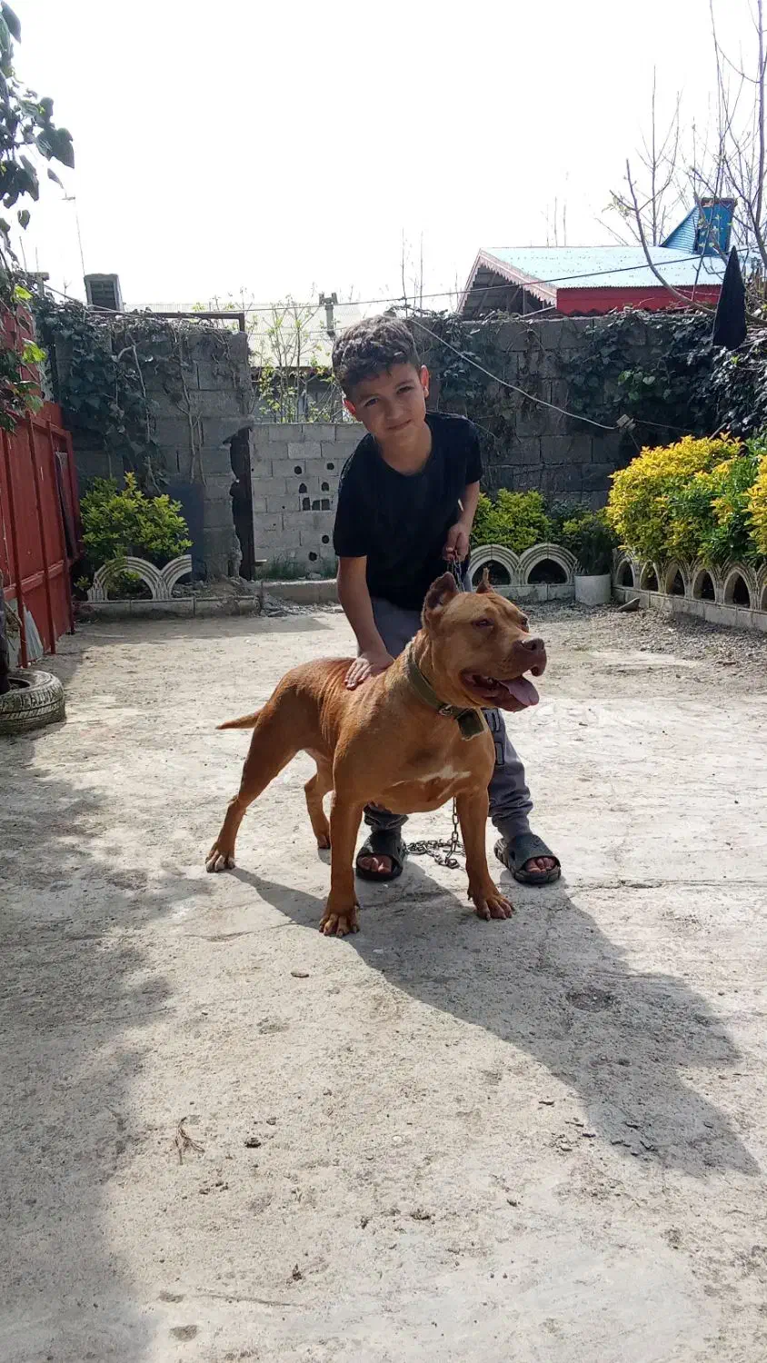 واگذاری یک عدد پیتبول بولی ماده،یکسالو نیمه|سگ|تهران, یافت‌آباد|دیوار