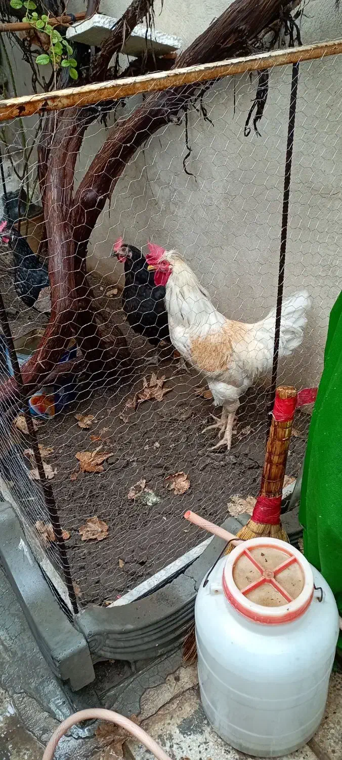 خروس بالغ خانگی|حیوانات مزرعه|مشهد, رده|دیوار