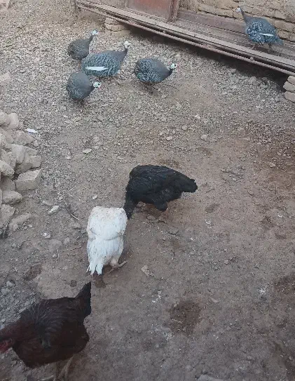 مرغ خروس|حیوانات مزرعه|تربت جام, حافظ|دیوار