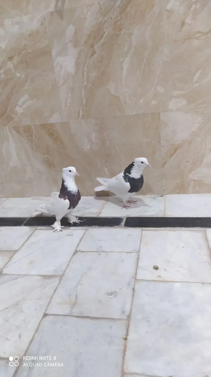 کفتر طوقی|پرنده|آران و بیدگل, |دیوار