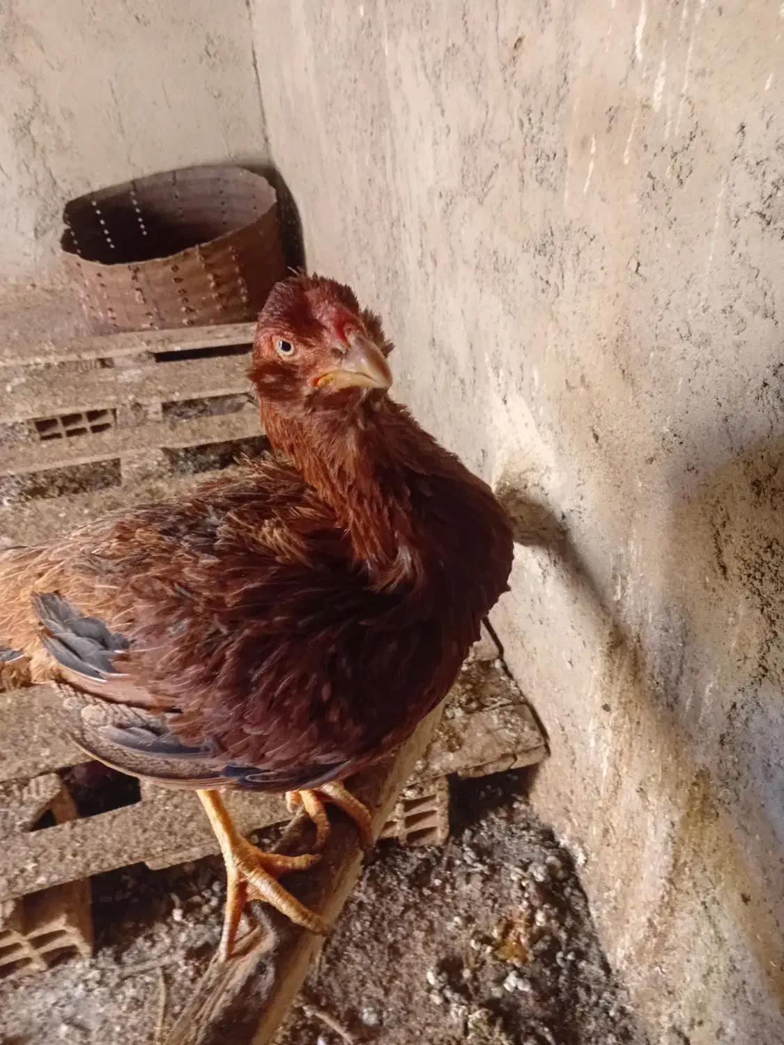 مرغ لاری اصل|حیوانات مزرعه|زارچ, |دیوار