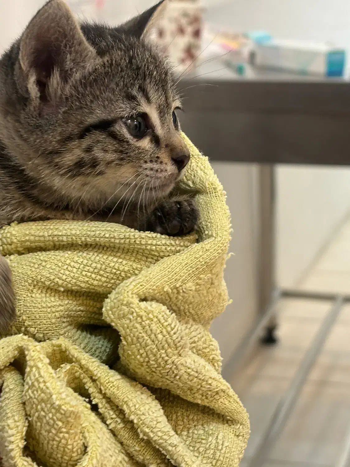 واگذاری بچه گربه DSH دوماهه|گربه|قائمشهر, |دیوار