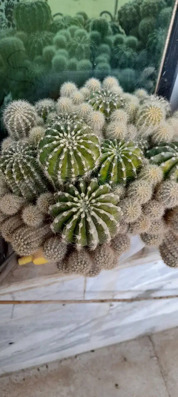 گل کاکتوس|گل و گیاه طبیعی|هشتگرد, مدرس|دیوار