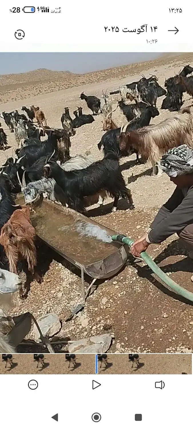 فروش ۲۰۰راس بز و ۱۵۰راس کره|حیوانات مزرعه|آباده, |دیوار