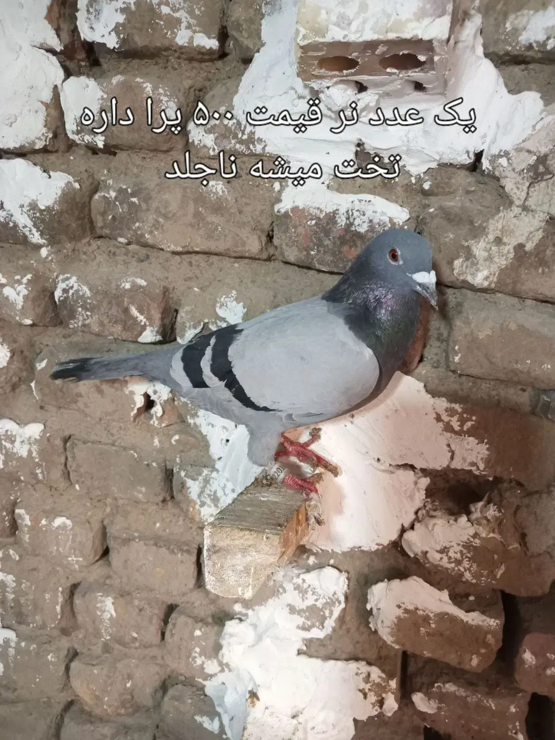 کفتر پلاکی|پرنده|علی‌آباد کتول, |دیوار