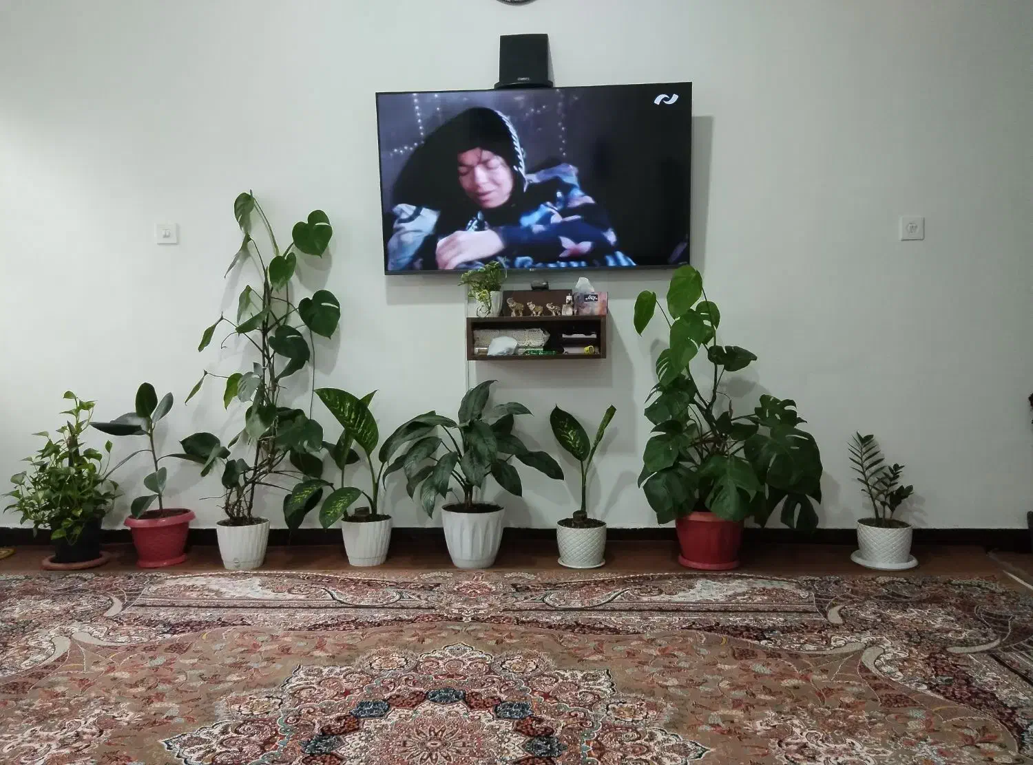 گل گیاه|گل و گیاه طبیعی|نوشهر, |دیوار