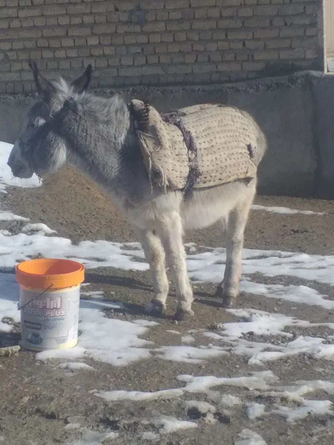 خر ۵سال دارد قیمت توافقی|حیوانات مزرعه|بجنورد, |دیوار