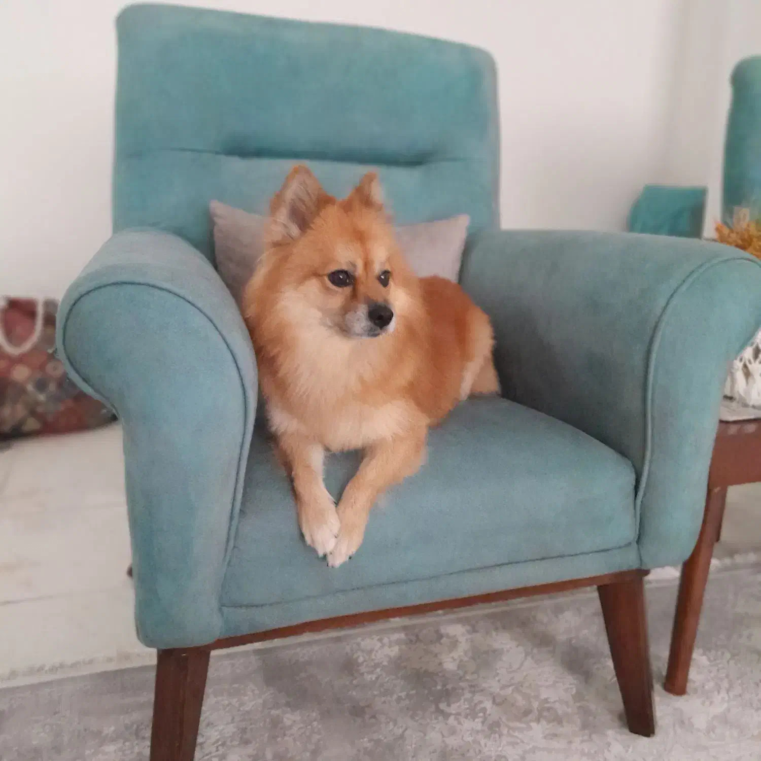 سگ پامر روباهی نر|سگ|رشت, کوی مهر|دیوار