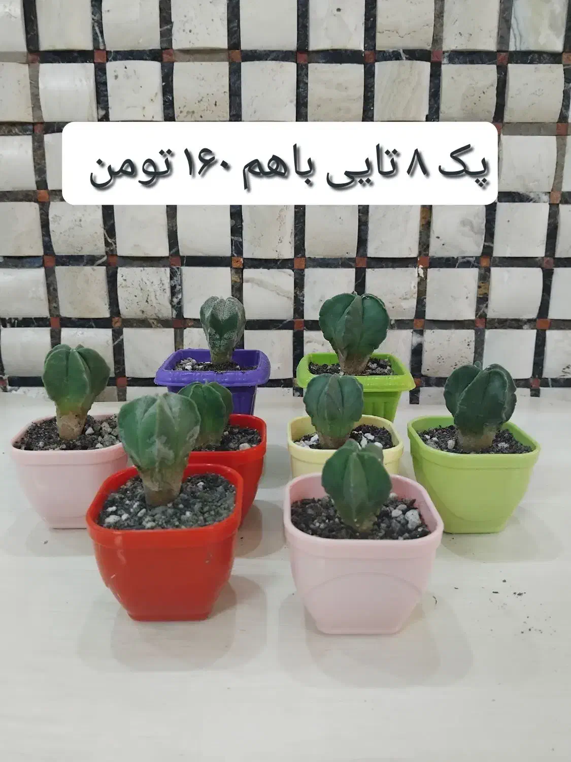 انواع گل و گیاه طبیعی|گل و گیاه طبیعی|قم, آزادگان|دیوار