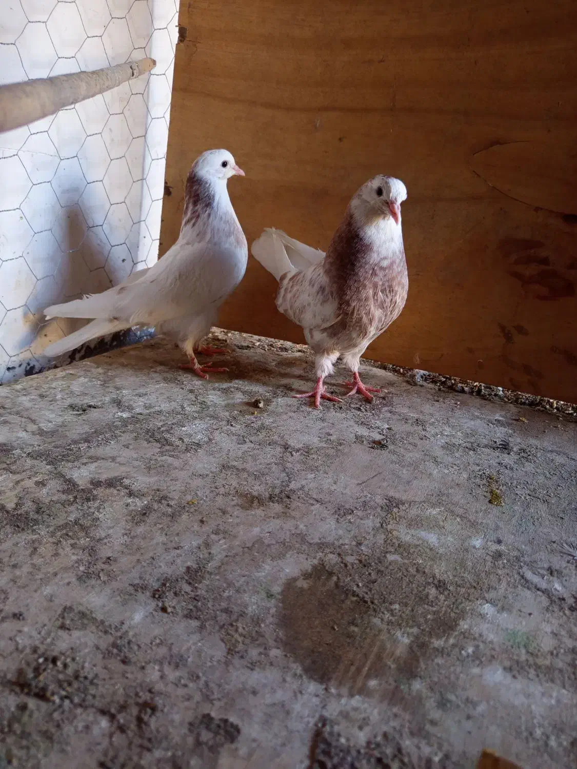 یه جفت شمرونی ذات دار|پرنده|تهران, دربند|دیوار