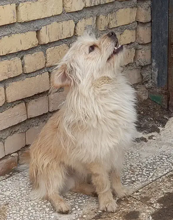 سگ پاکوتاه|سگ|مشهد, محمدآباد|دیوار