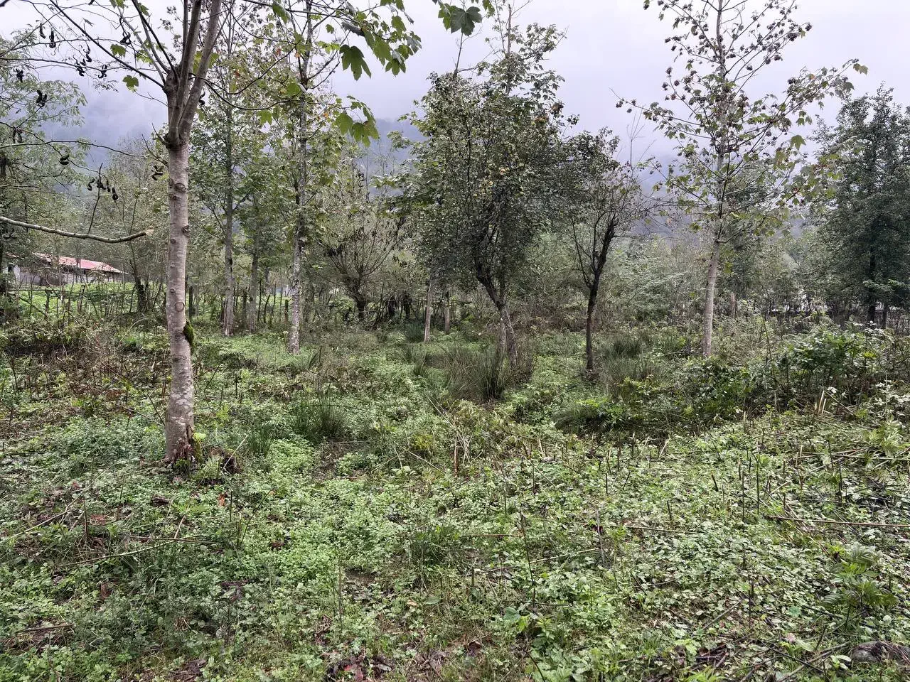 زمین مسکونی در دل طبیعت آرام امام زاده ابراهیم|فروش زمین و ملک کلنگی|احمدسرگوراب, |دیوار