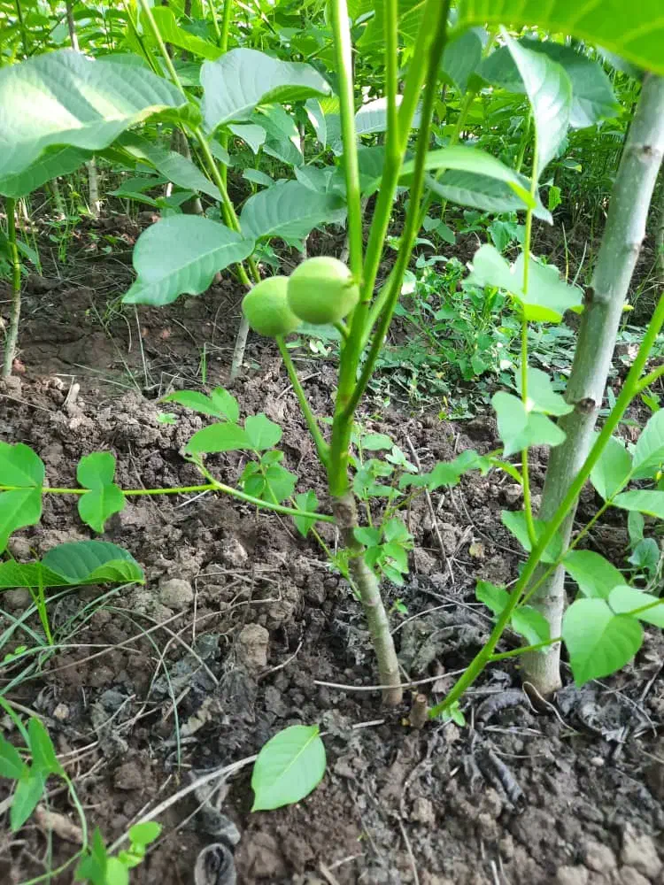 نهالستان دماوند|خدمات باغبانی و درختکاری|میاندوآب, |دیوار