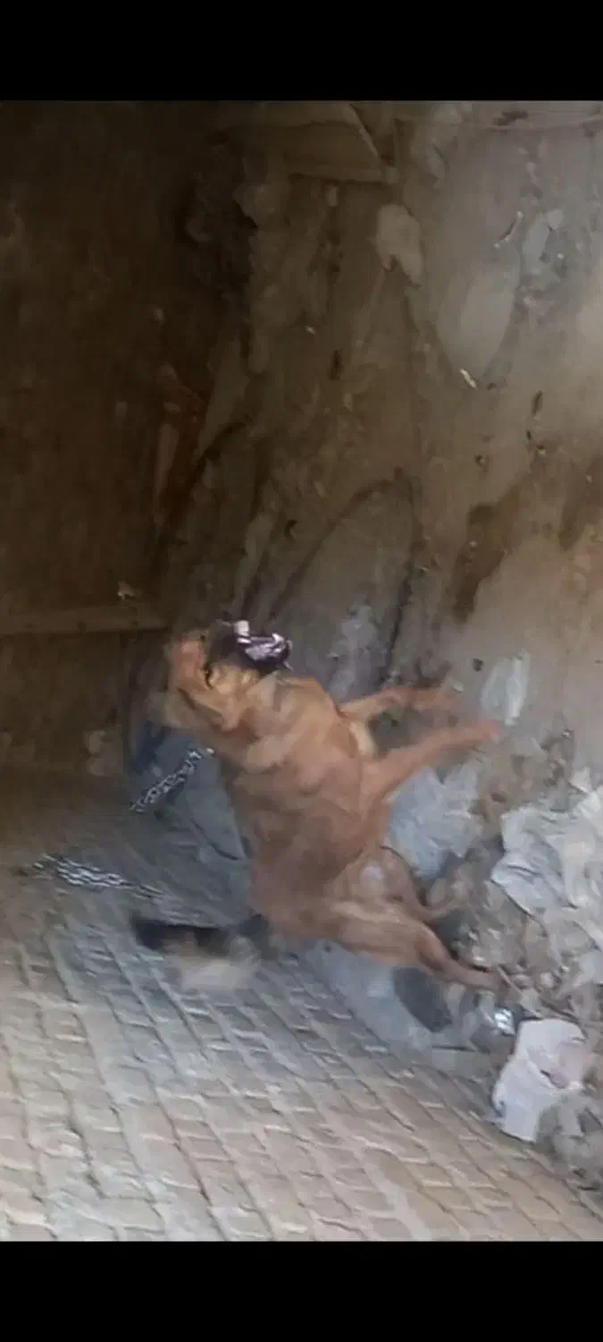 واگذاری سگ سرابی نگهبان|سگ|بروجرد, |دیوار