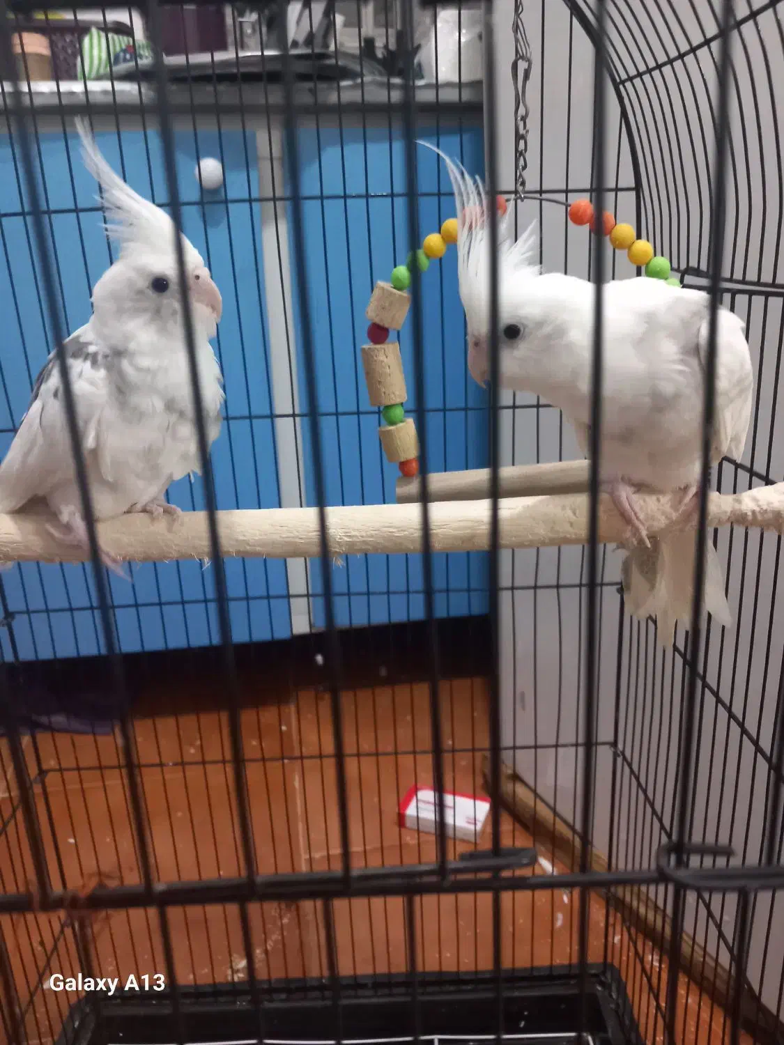 طوطی عروس|پرنده|رشت, شهرک صبا|دیوار