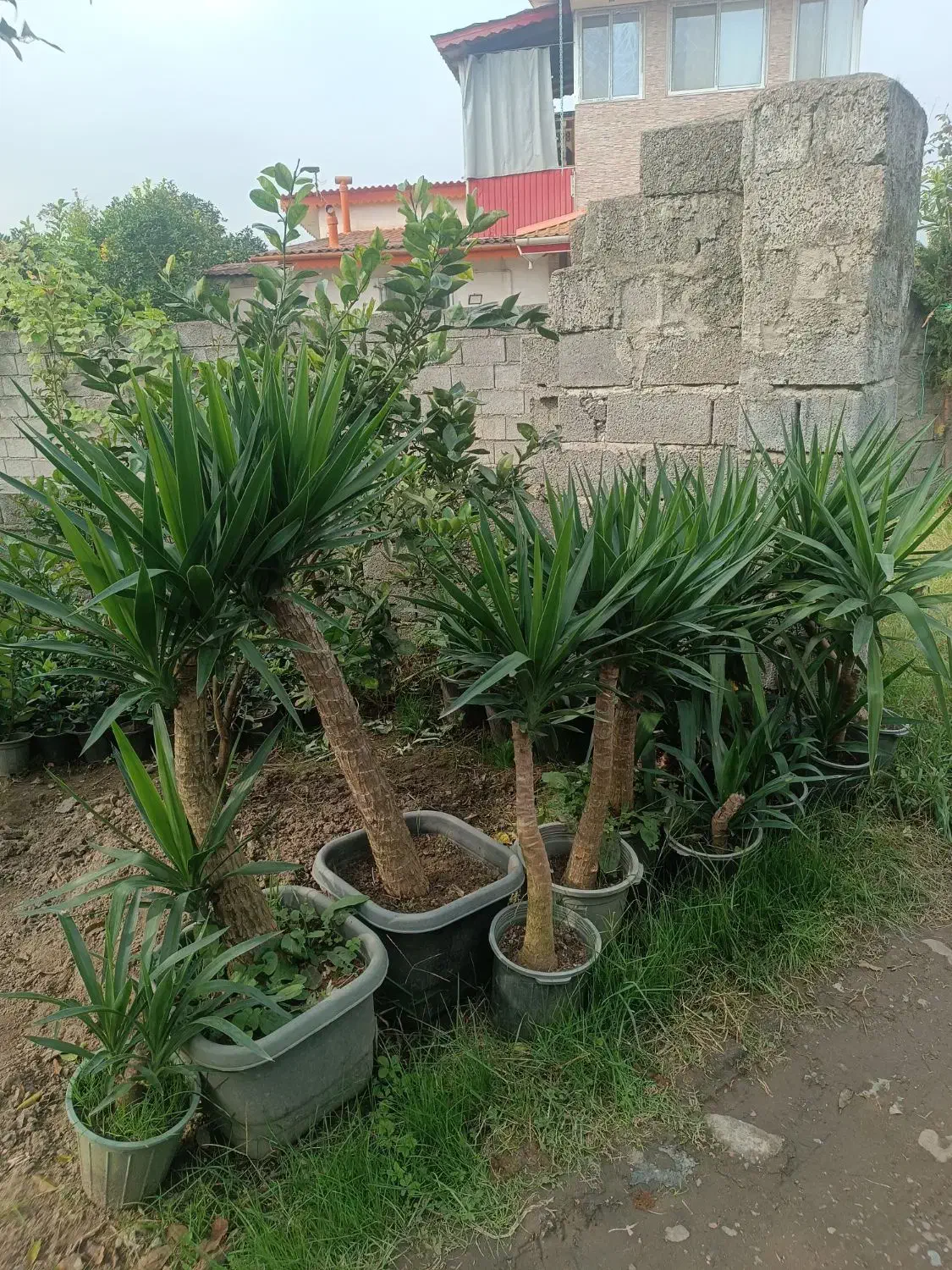 گل یوکا سطل ده تا سطل 40|گل و گیاه طبیعی|نشتارود, |دیوار