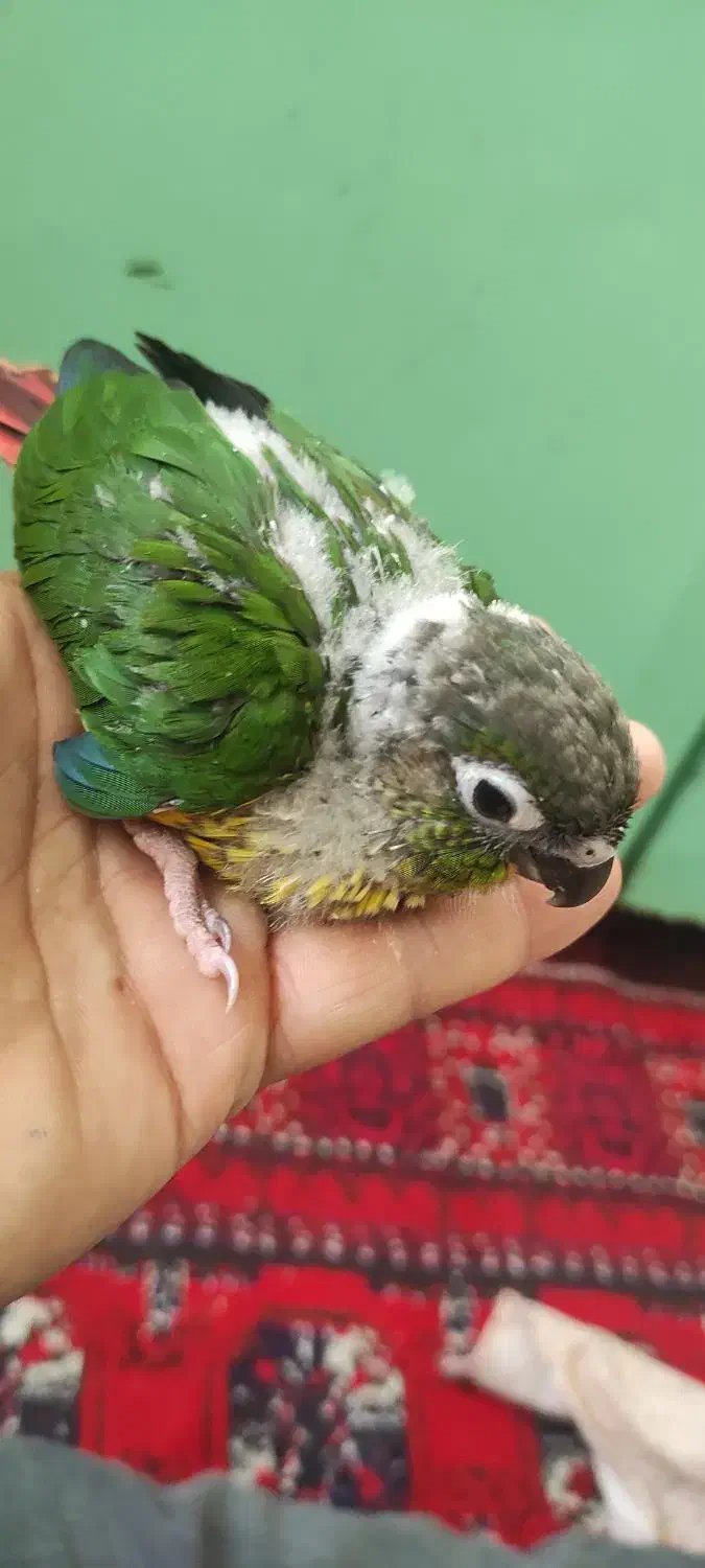 گرینچی آناناس رد...|پرنده|تربت‌حیدریه, باغ سلطانی|دیوار