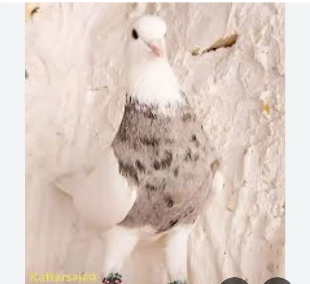 کبوتر|حیوانات|کرمانشاه, |دیوار