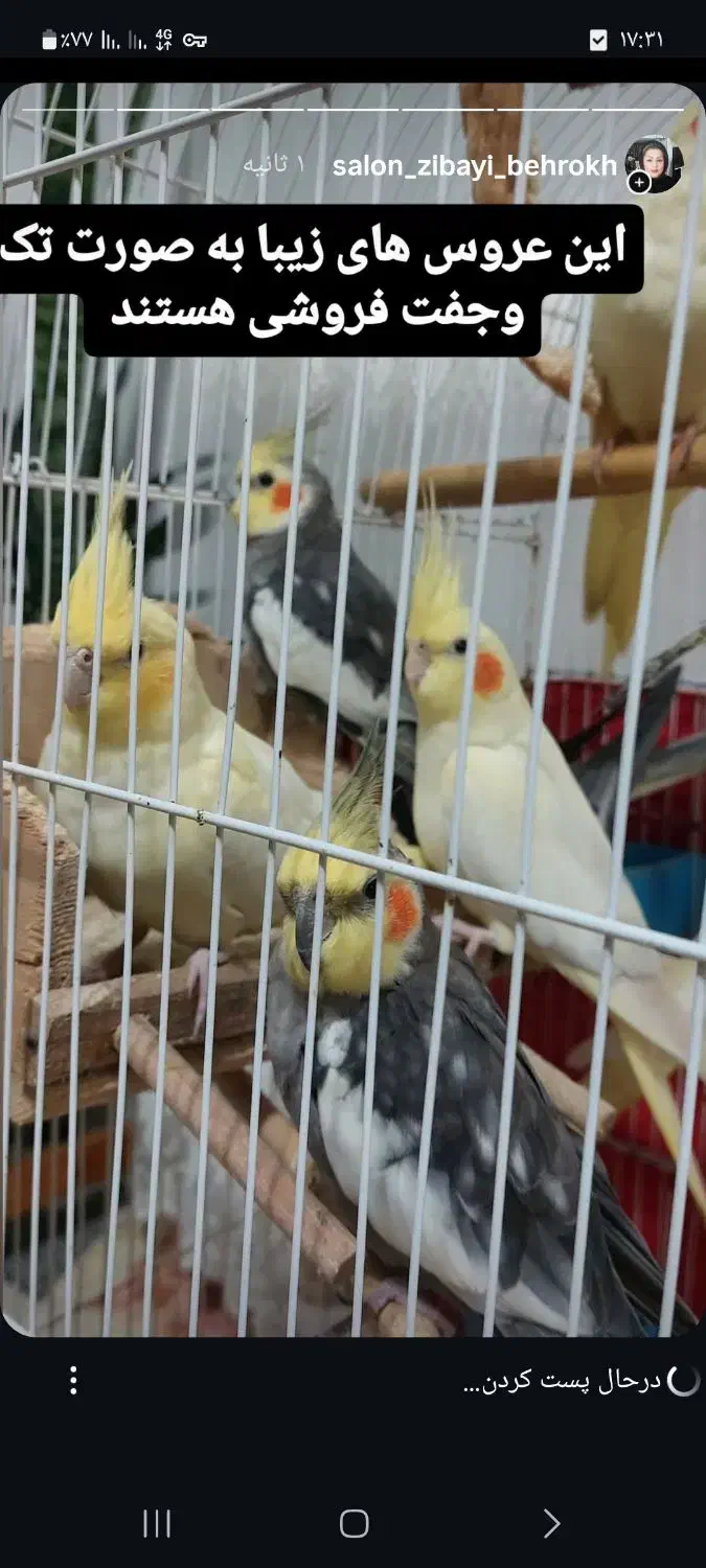 فروش عروس هلندی|پرنده|لاهیجان, خمیر کلایه|دیوار