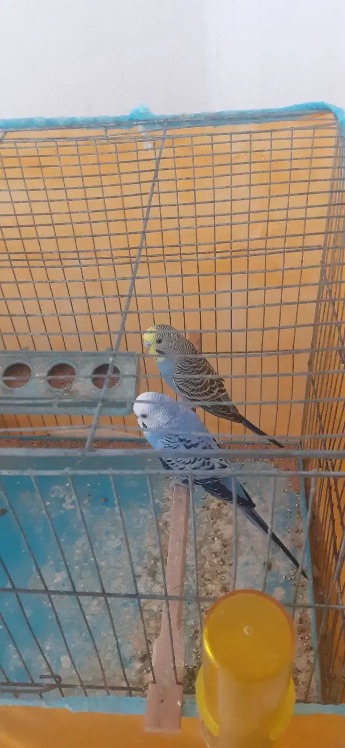 مرغ عشق|پرنده|گنبد کاووس, |دیوار