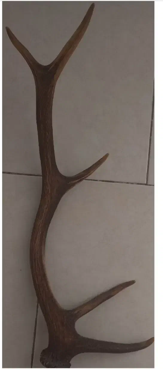 عتیقه و کلکسیونی|کلکسیون اشیاء عتیقه|شاهرود, |دیوار